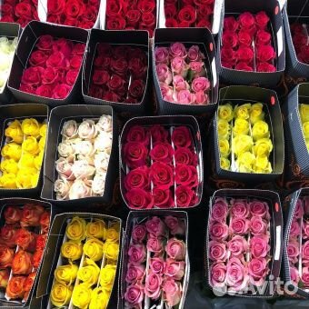 Розы оптом от 15шт. 51,101 роза оптом.Красноярск