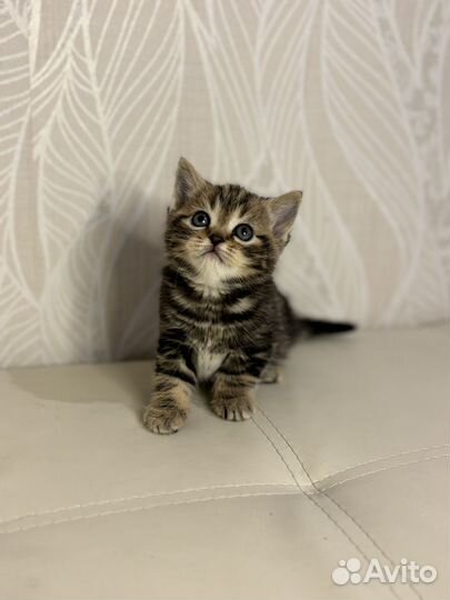 Вислоухие котята