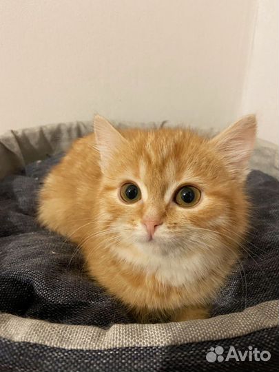 Девочка в добрые руки