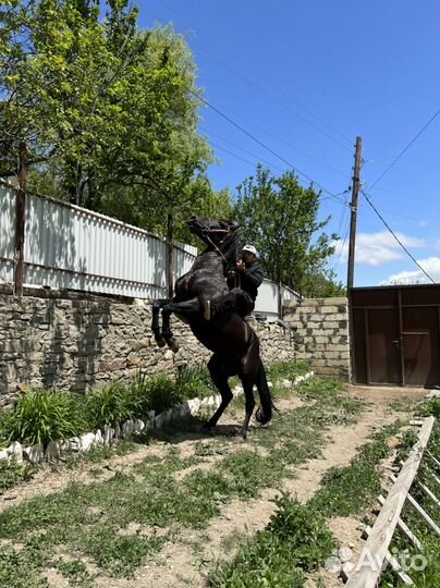 Лошадь -жеребец