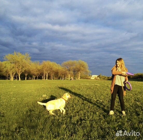 Выгул и передержка собак/питомцев/ догситтер