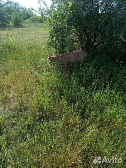 Коза молочная дойная