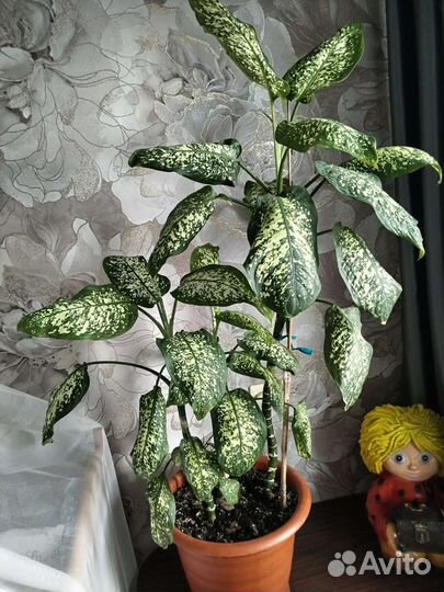 Диффенбахия