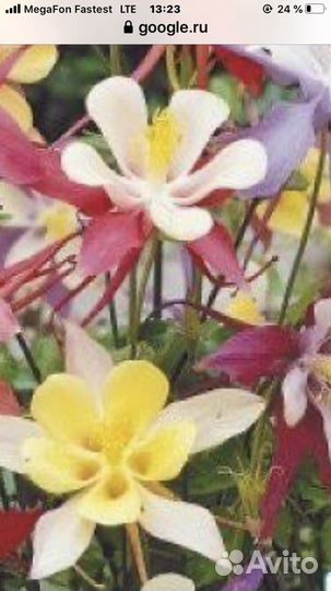 Многолетники