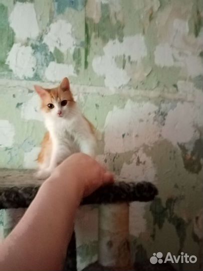 Котик Кузенька в добрые руки