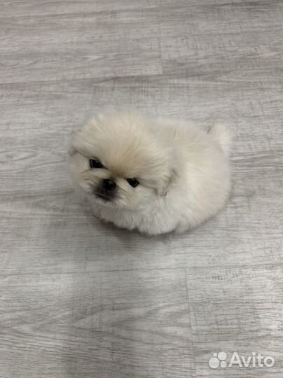 Собаки щенки Пекинес