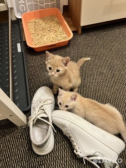 Ласковый котенок мальчик в добрые руки