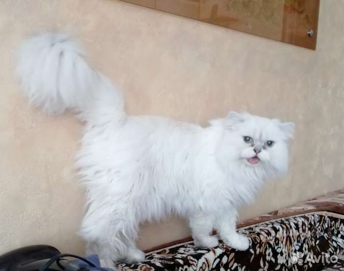 Кот британец в добрые руки