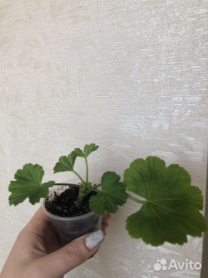 Пеларгония Sutarves Nada K. и Антик розебуд