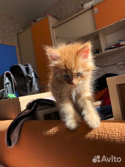 Рыжий котенок