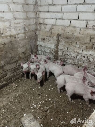 Поросята