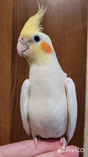 Продам полностью ручных птенцов кореллы