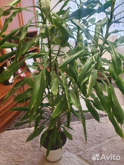 Комнатные растения цветы