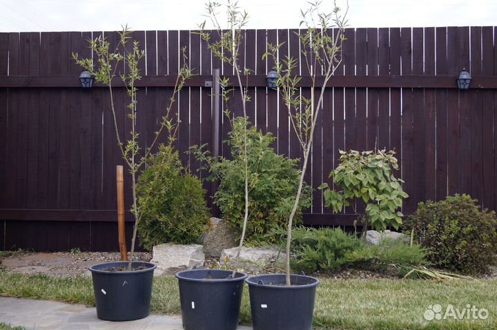 Ива шаровидная ломкая