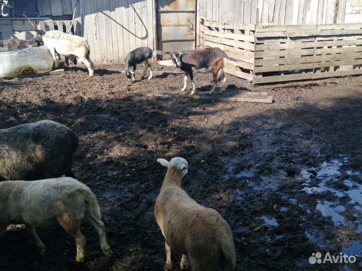 Баранина живым весом