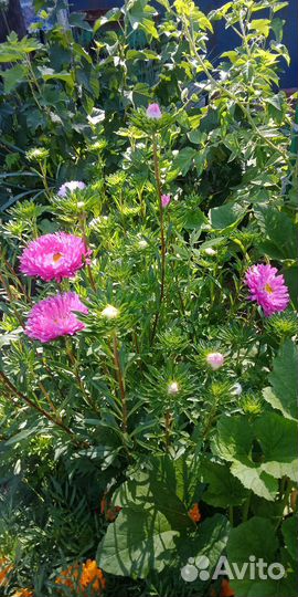 Астра на срез, букеты