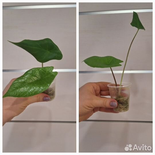 Алоказия Скальпрум