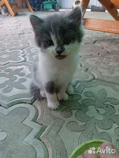 Котята