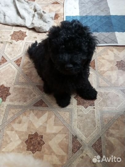 Карликовый пудель