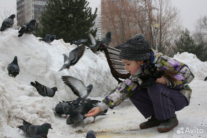 Семечки для птиц
