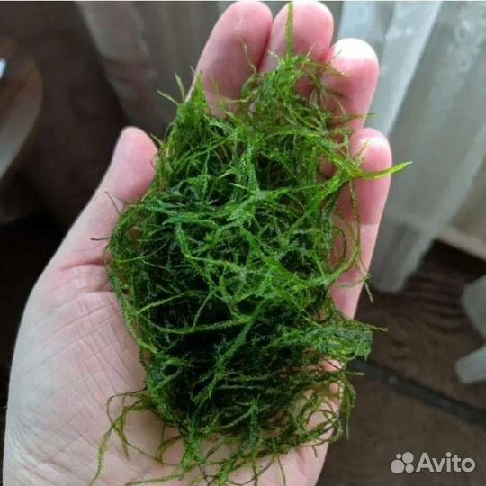 Аквариумное растение