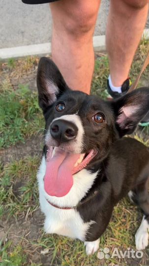 Отдам собаку бесплатно в добрые руки