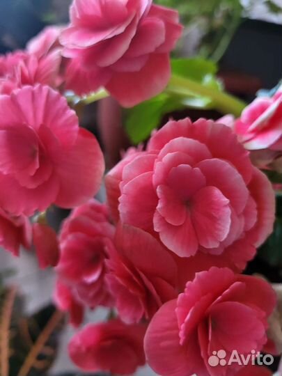 Бегония элатиор