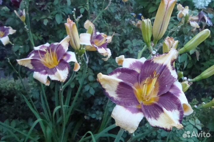 Садовые декоративные растения