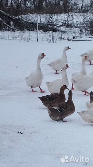 Гуси и утки на мясо или разведение