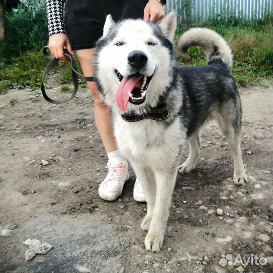 Хаски в добрые руки