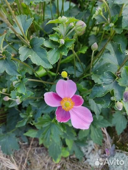 Анемона хубейская Прекокс