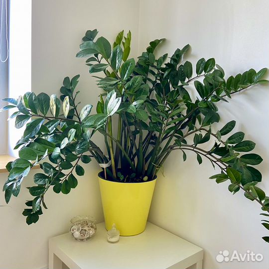 Замиокулькас, Фикусы, Алоэ и др комнатные растения