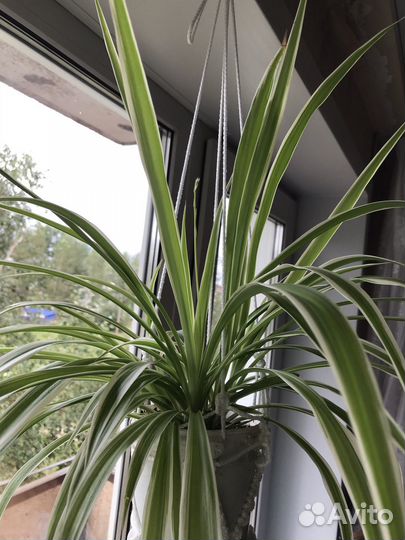 Хлорофитум