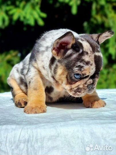 Французский бульдог щенки мерле