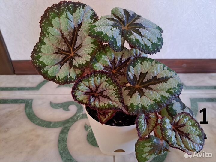 Комнатные растения. Бегония декоративно-лиственная