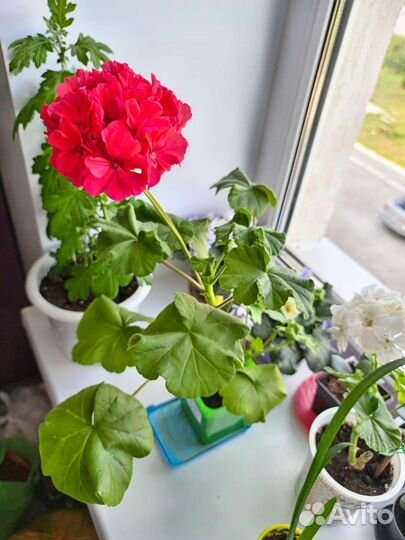 Комнатные растения цветы