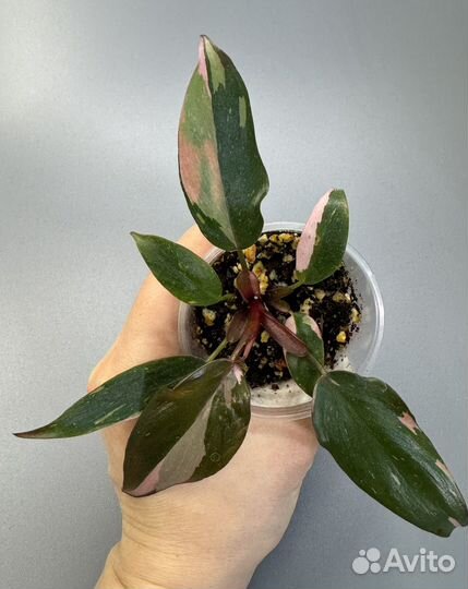 Филодендрон розовая принцесса марбл