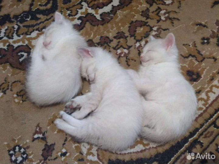 Кошки в добрые руки бесплатно