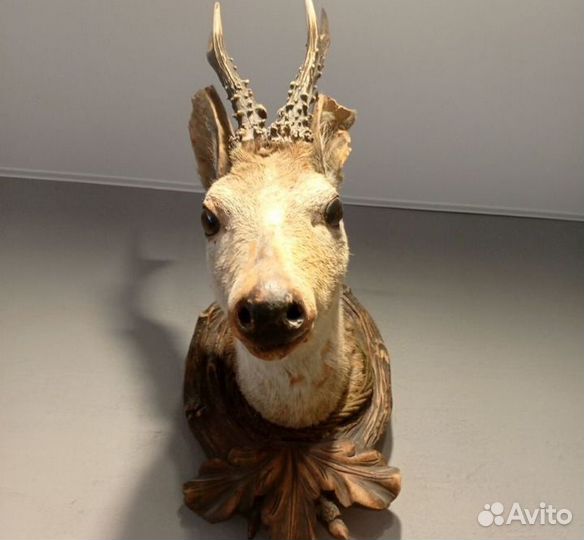 Чучело косули