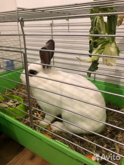 Кролик с клеткой