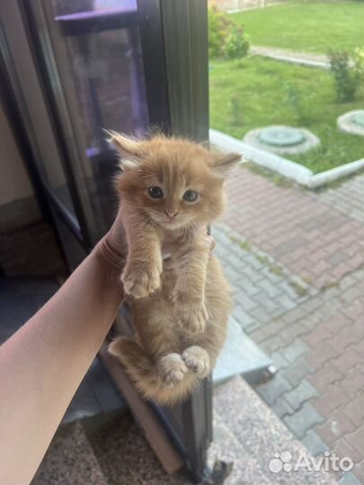 Кошка в дар