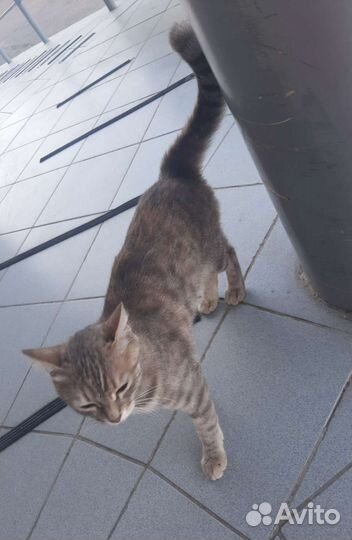 Молодая зеленоглазая кошечка в добрые руки