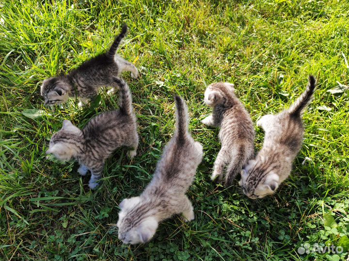 Продам котят от шведской вислоухой кошки