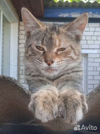 Кошечка, помесь мейн-куна