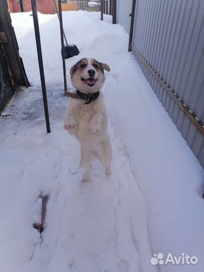 Собака из приюта Джесси. Стерильна