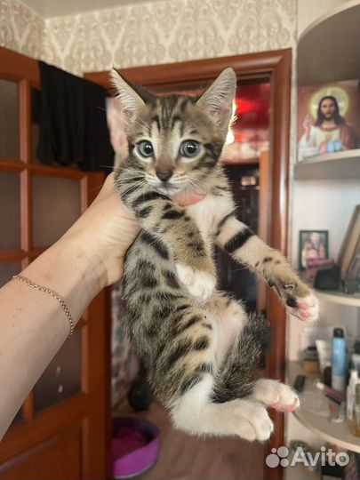Кот