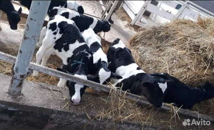 Телята бычки