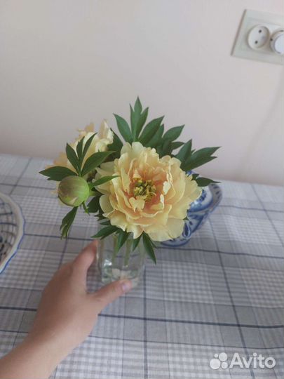 Пион Бартзелла