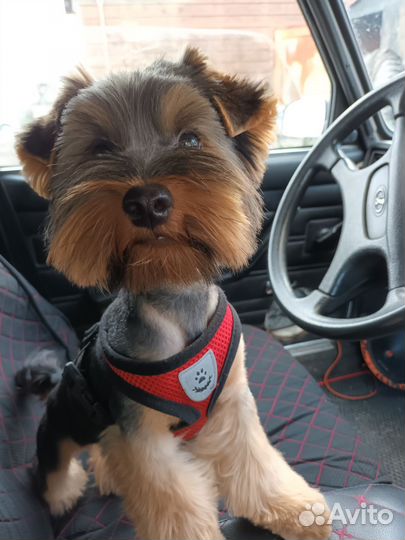 Йоркширский терьер