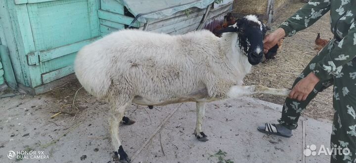 Баранчики на племя